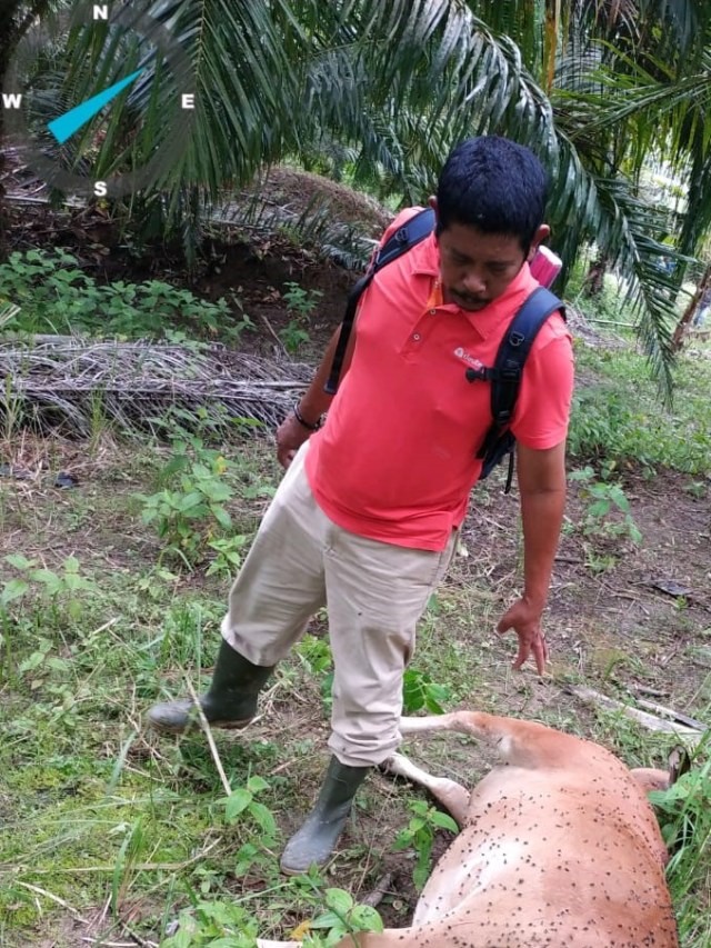 Kondisi sapi yang mati di kawasan Langkahan, Aceh Utara. Dok. BKSDA