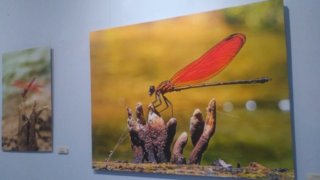 Pameran fotografi Dragonfly karya Wahyu Sigit Rahadi di Bentara Budaya Yogyakarta berlangsung dari 30 November - 8 Desember 2019. Foto oleh : Widi Erha