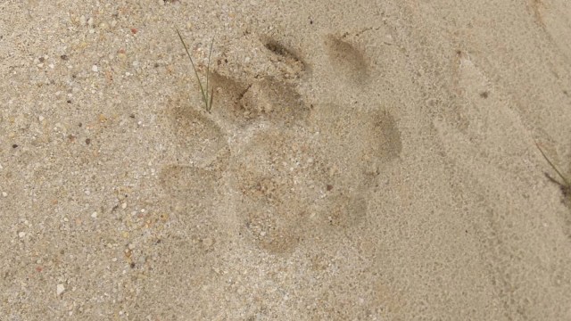 Jejak Kaki Harimau Dewasa Hantui Warga Kampar, Riau