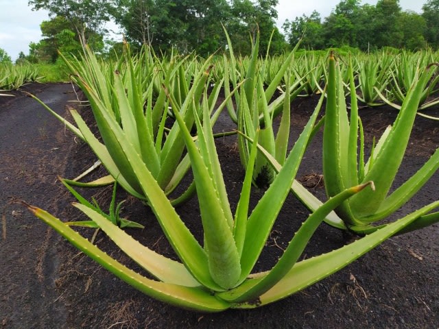 Tanaman Lidah Buaya. Foto: Maria