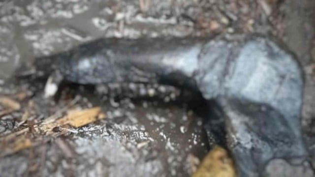 Rahang babi hutan yang ditemukan di dalam drum tempat pemyimpanan minuman keras tradisional saguer. Foto: Istimewa