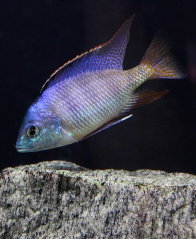 Ilustrasi ikan  Cichlids. Foto: pixabay/Orum