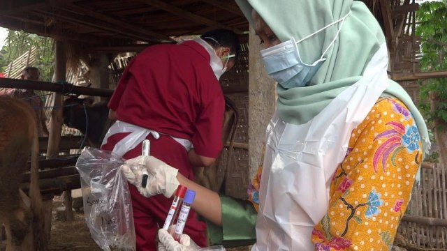 Sapi di Dua Dusun Tulungagung Mati Mendadak, Petugas Ambil Sampel