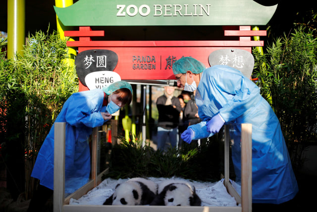 Anak Panda Meng Yuan dan Meng Xiang terlihat saat konferensi pers untuk mengumumkan nama mereka di Kebun Binatang Berlin di Berlin, Jerman, Senin (9/12). Foto: REUTERS/Hannibal Hanschke
