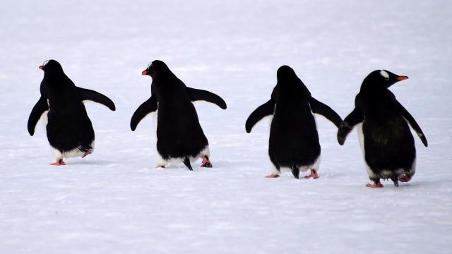 Penguin. Foto: Johan Ordonez