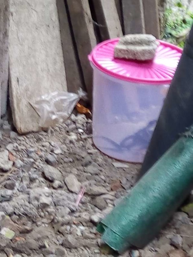 Sembilan ular kobra di evakuasi di Cakung, Jakarta Timur. Foto: Dok. Sudin Damkar Jaktim