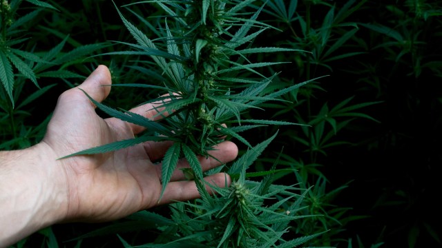 Ilsutrasi Ganja. Foto: Shutter Stock