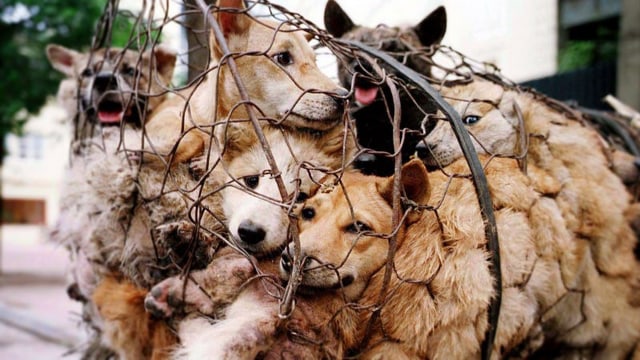 Ilustrasi: Tindakan kekerasan pada anjing (foto change.org)