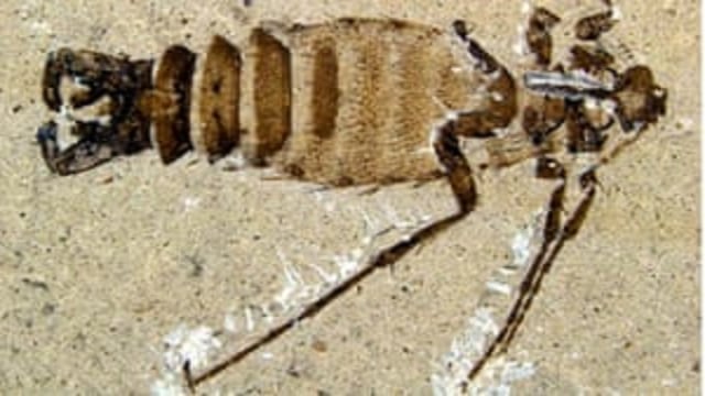 Foto: Fosil kutu di zaman dinosaurus yang ukurannya cukup besar