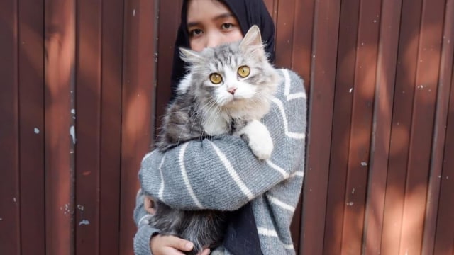 Ilustrasi: Kucing peliharaan (foto koleksi pribadi)