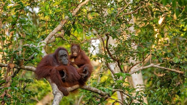 Ilustrasi: Orang Utan Mammalia Arboreal (Foto Pixabay)