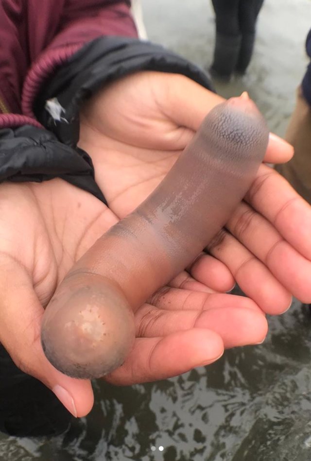 'Ikan Penis' atau Cacing Laut Terdampar di Pantai California Foto: Instagram: Bay Nature Magazine