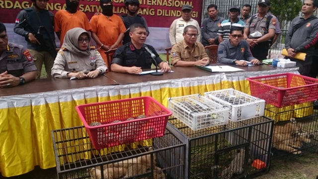 Kapolda Riau, Irjen Pol Agung Setya Imam Effendi dengan satwa dilindungi yang berhasil ditangkap Polda Riau, Minggu, 15 Desember 2019. 