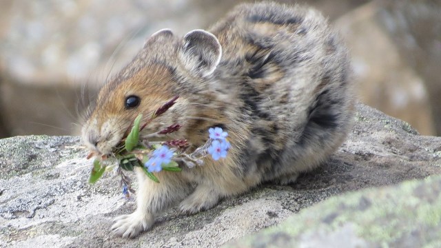 Foto: Pikachu terinspirasi dari Amerika pika yang merupakan hewan sejenis kelinci