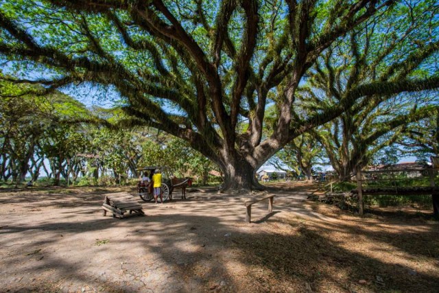 ilustrasi dahan pohon. Foto: Shutter Stock