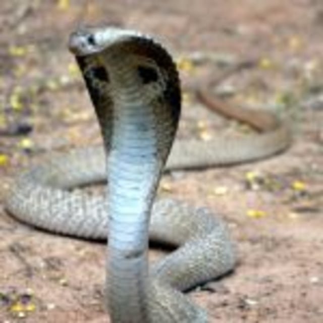 Fenomena Ular Kobra: Kenapa Sering Muncul di Musim Penghujan?