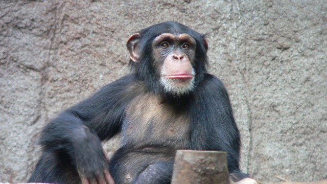 Foto: Simpanse adalah anggota dari keluarga Hominidae, bersama dengan gorila, manusia, dan orangutan. 