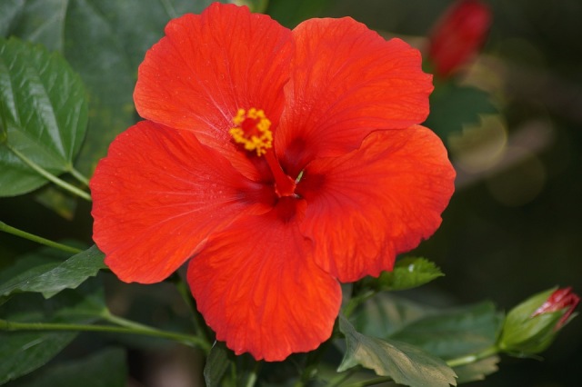 Hibiscus rosa-sinensis. (Foto: Pixabay)