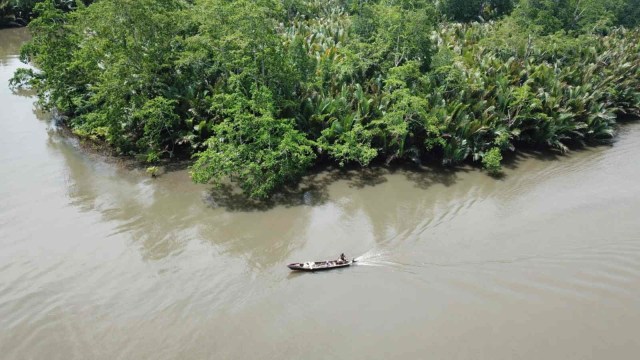 Warga melintasi sungai di kawasan ekosistem mangrove Desa Kao, Halmahera Utara, Maluku Utara. Foto: Adlun Fiqri/cermat