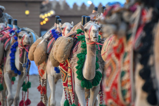 Ilustrasi unta betina mengikuti lomba kecantikan Foto: Shutter Stock