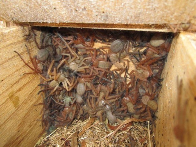 Laba-laba spesies delena cancerides. Foto: Bush Heritage Australia via Facebook