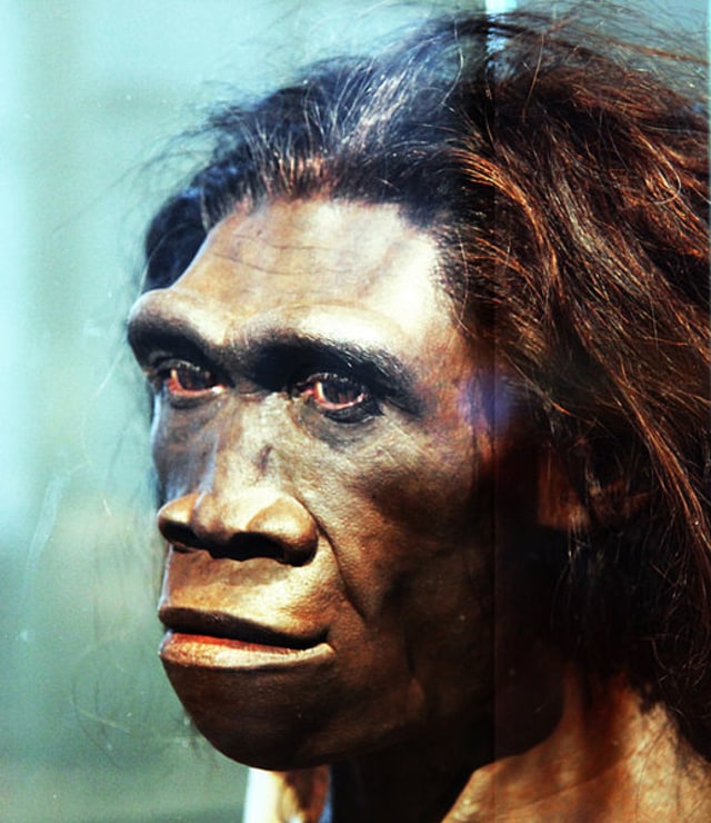 Pemodelan wanita Homo erectus yang ditampilkan di Smithsonian Museum of Natural History in Washington. Foto: Russell L. Ciochon/University of Iowa