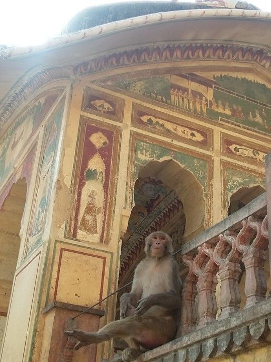 Monyet di Galtaji Temple. Foto: khiththati/acehkini