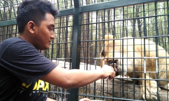 Serunya Sensasi Memberi Makan Hewan Buas di Taman Safari Prigen