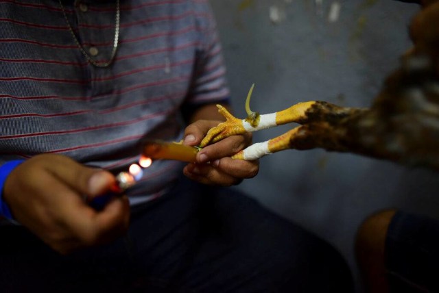 Ilustrasi taji yang melekat pada kaki ayam jantan beberapa saat sebelum bertarung di klub sabung ayam Campanillas, di Toa Baja, Puerto Rico. Foto: AP Photo/Carlos Giusti