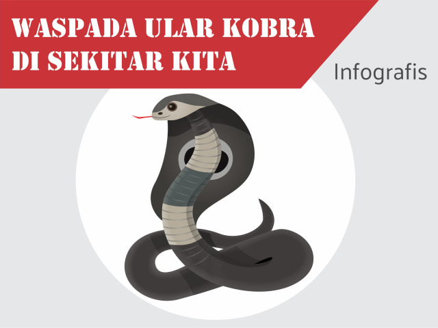 Infografik PanturaPost