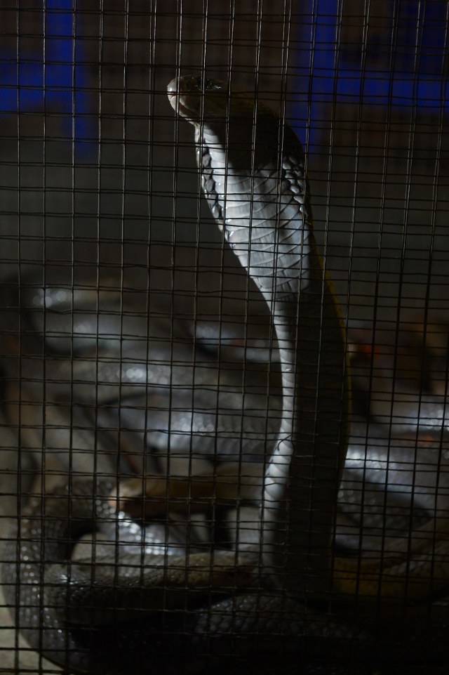Ular kobra di salah satu warung di Jakarta. Foto: AFP/ADEK BERRY