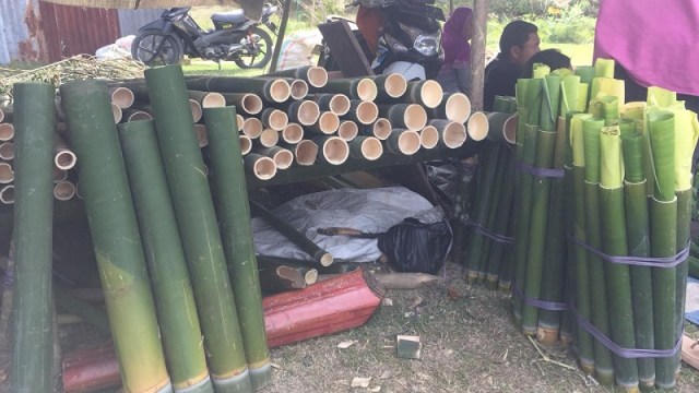 Bambu yang menjadi salah satu bahan utama untuk membuat nasi jaha (nasi bambu). Foto: Kristina Natalia/PaluPoso