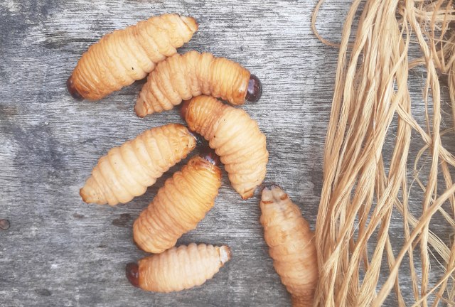Ulat sagui dapatkan dari batang pohon sagu yang tua. Bagian dalam batang pohon sagu ini penuh dengan zat tepung yang menjadi makanan ulat-ulat ini.