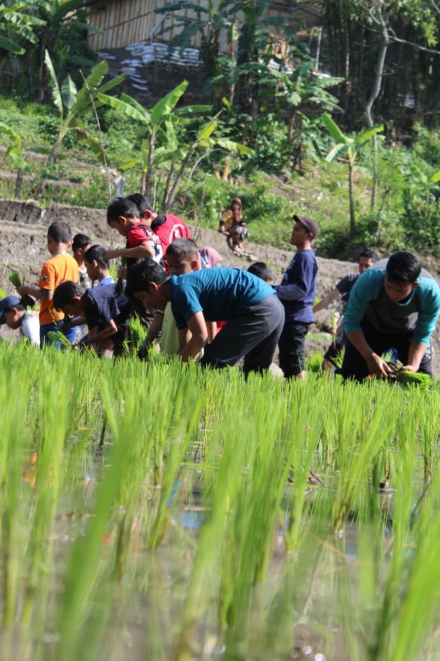 Puluhan siswa Sekolah Alam Darul Huffadz Brebes mengisi liburan di alam dengan belajar menjadi petani. 
