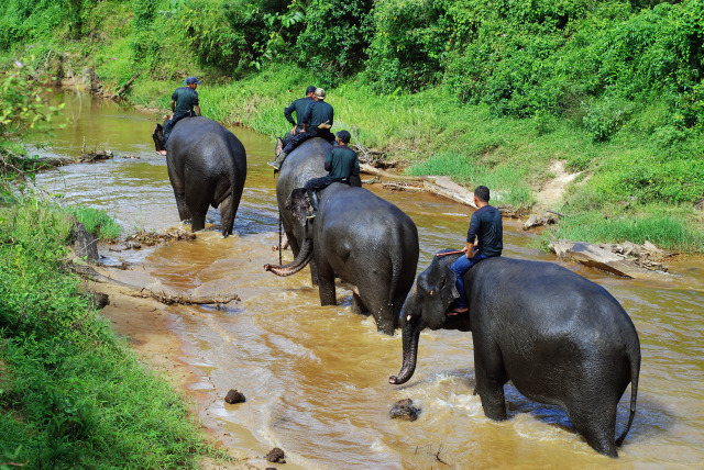 Ilustrasi gajah jinak penghuni CRU Tumon, Aceh Selatan. Foto: Adi Warsidi 