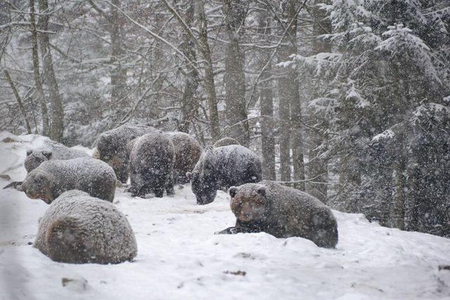 Suhu yang tiba-tiba naik di musim dingin membuat 26 beruang di Ukraina tidak berhibernasi. Foto: Taman Alam Nasional Synevyr/Facebook