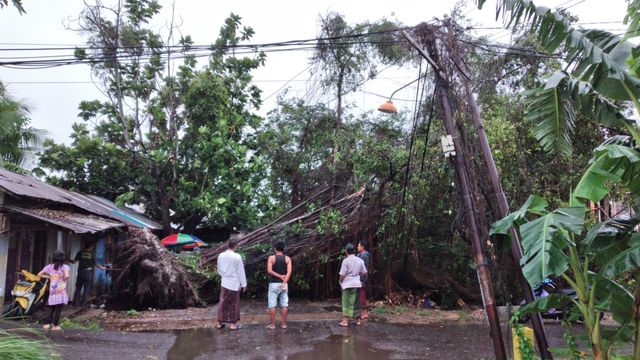 Pohon beringin tercerabut akibat badai disertai hujan lebat di Jalan Sultan Adam, Banjarmasin pada Minggu pagi (29/12/2019). Foto: BPBD Banjarmasin