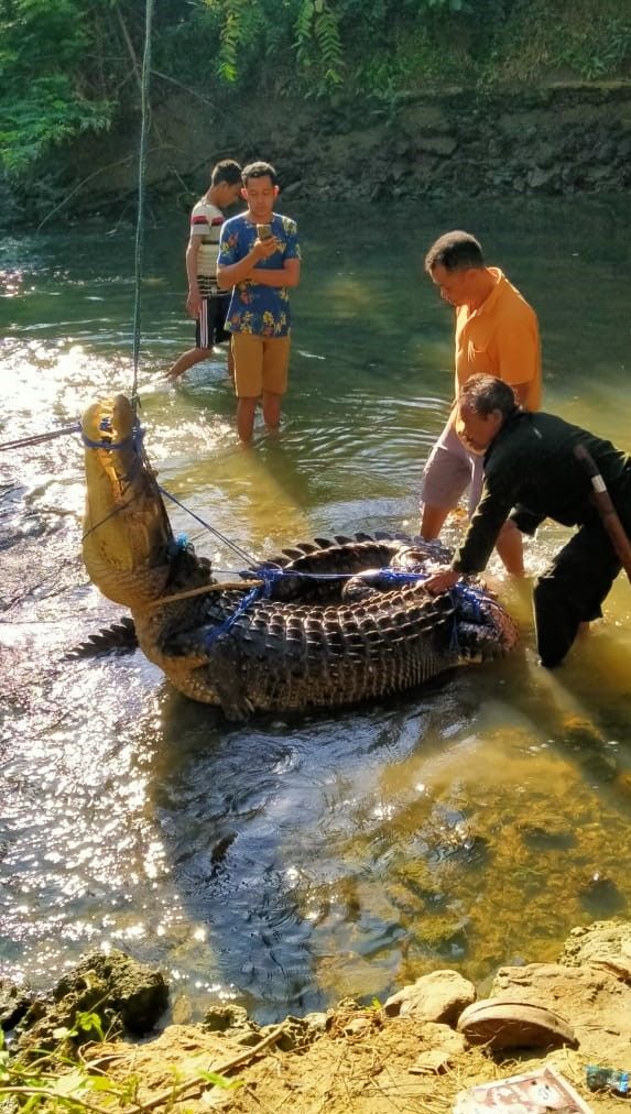 Buaya muara yang ditangkap warga Muna, Sulawesi Tenggara. Foto: Istimewa.