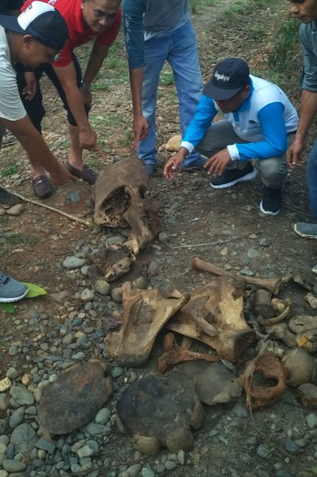 Tulang bangkai dua ekor gajah liar di Aceh Jaya. Foto: Dok. Polres Aceh Jaya