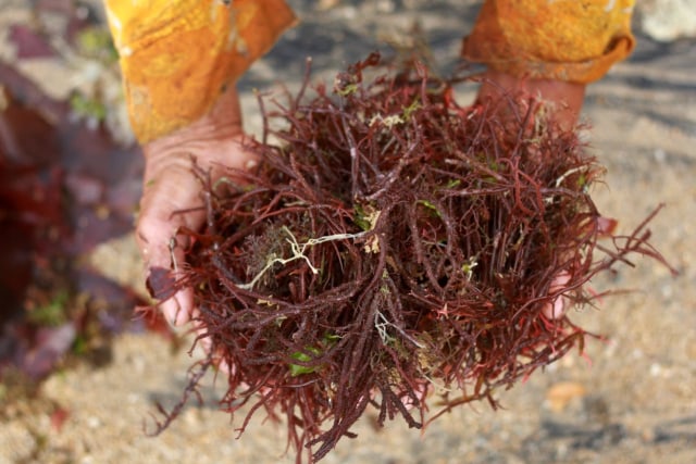 Rumput laut berwarna merah kecoklatan yang banyak ditemukan di Pantai Kondang Merak, Kabupaten Malang. (Foto: Bayu Eka Novanta/Tugumalang.id)