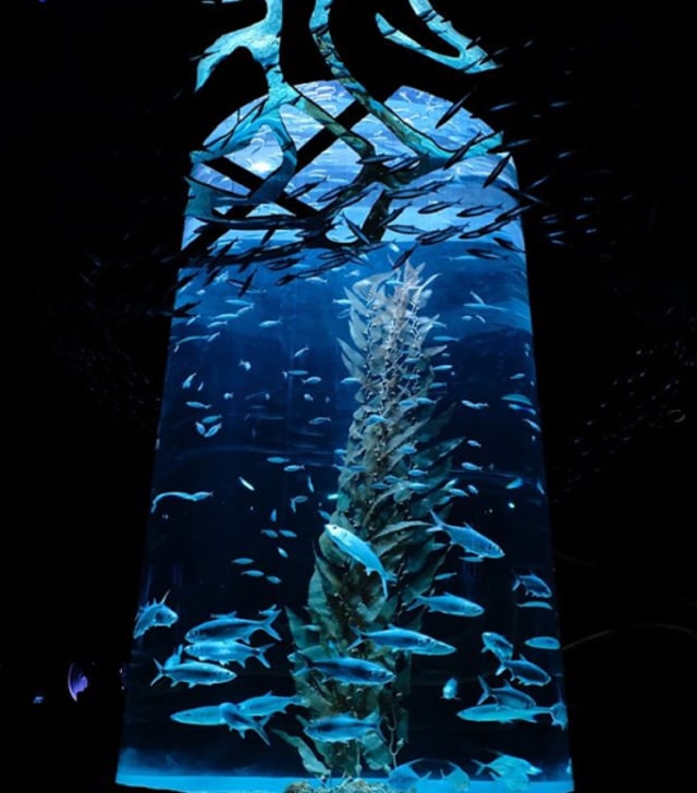 Salah satu akuarium raksasa yang ada di Jakarta Aquarium. Foto: Instagram @/jakartaaquarium