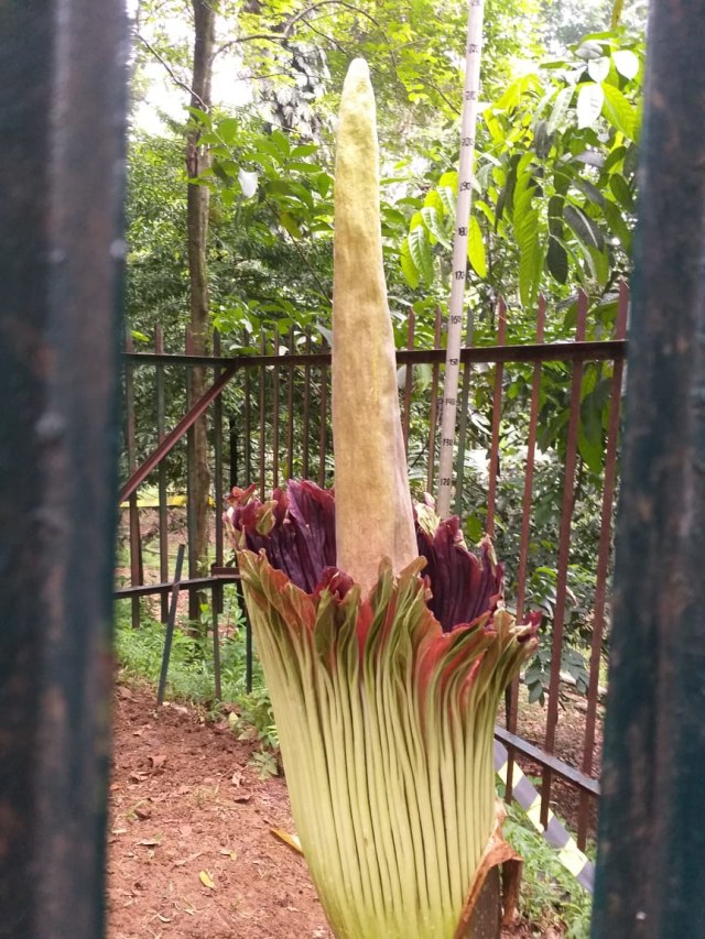 Bunga bangkai di Kebun Raya Bogor diperkirakan akan mekar pada 4 Januari 2020  Foto: Dok. LIPI