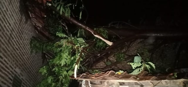 Dua Rumah di Krejengan Probolinggo Ditimpa Pohon