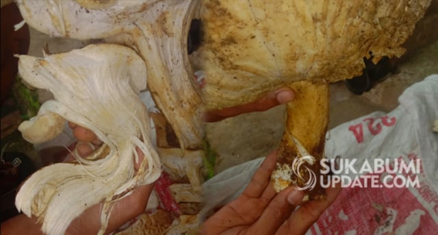 Jamur raksasa dengan berat sekitar empat kilogram ditemukan warga Kampung Sindanglengo RT 26/11 Desa Sukakersa, Kecamatan Parakansalak, Kabupaten Sukabumi. | Sumber Foto:Istimewa