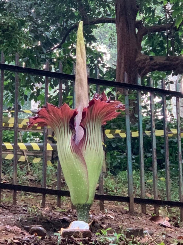 Bunga bangkai yang mekar di kebun Raya Bogor.  Foto: Dok wakapolresta bogor AKBP M Arsal