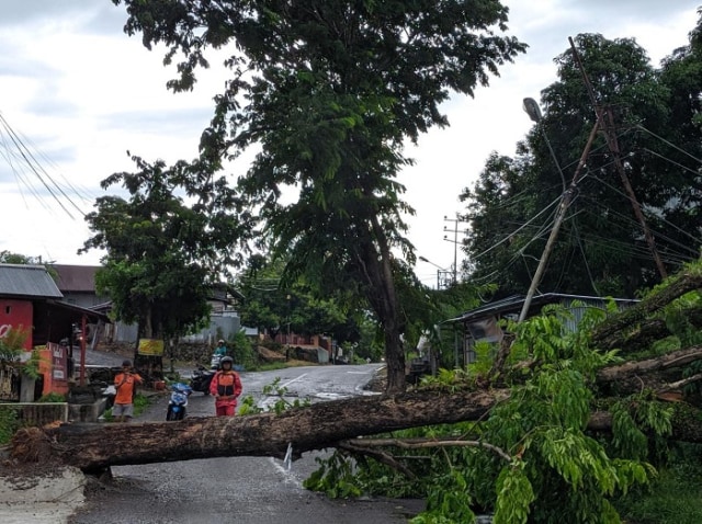 Pohon tumbang di Parepare, Sulawesi Selatan (Makassar Indeks/Ardi).