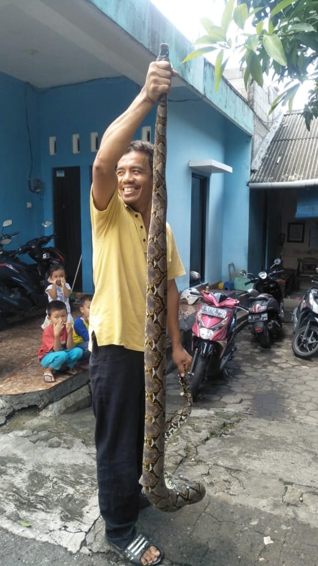 Ular sepanjang sekitar 3 meter ditemukan di gorong-gorong daerah Srondol Kulon, Banyumanik, Kota Semarang. Foto: Dok. Istimewa