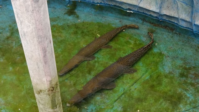 Dua ekor ikan aligator yang dipelihara di kolam Lapas Perempuan Sukamiskin, Bandung. (Foto: Ananda Gabriel)