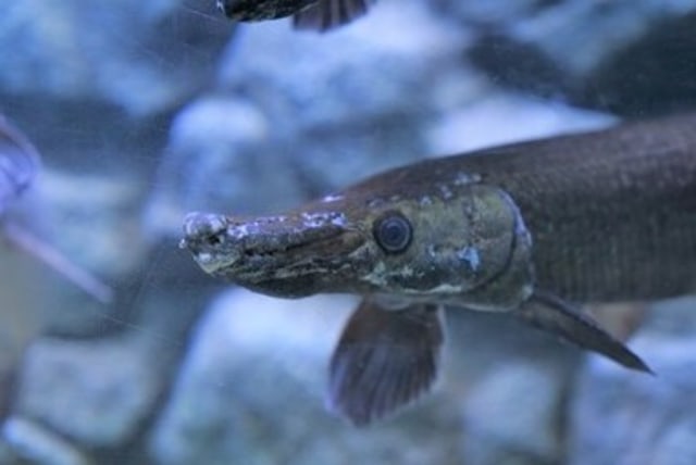 Ilustrasi: pixabay.com