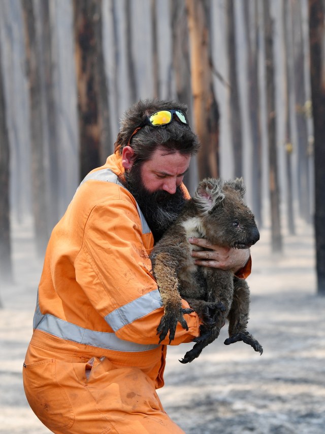 Penyelamat margasatwa mengangkat seekor koala yang diselamatkan di hutan yang terbakar di dekat Cape Borda di Pulau Kanguru, Australia, Selasa (7/1). Foto: AAP Image/David Mariuz/via REUTERS